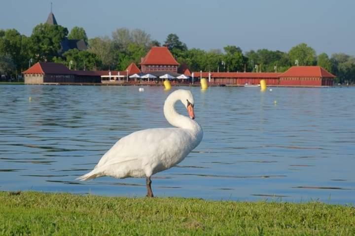 Vila Eden Palic Palić Exterior foto